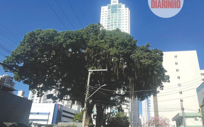 Moradores podem escolher lugares pra plantio de árvores