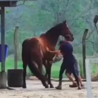 Cavalo é agredido em clube de hipismo