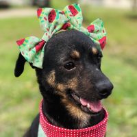 Pensando em adotar um pet? Tem feirinha da Uapa neste sábado