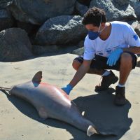 Morte de 12 golfinhos no último mês preocupa monitoramento de praias da Univali